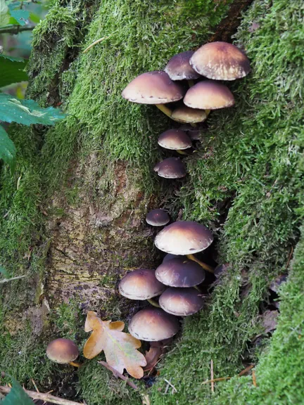 Vagevuurbos en Lippensgoed-Bulskampveld (België)